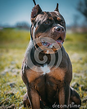 Closeup of beautiful dark brown XL Bully dog with the leash and cut made ears Stock Photo