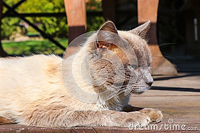 Closeup of a beautiful domestic Burmese cat lying on the porch in the daylight Stock Photo