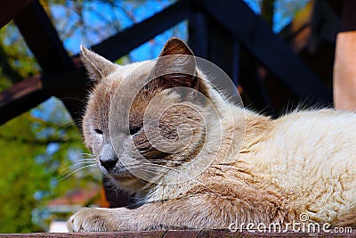 Closeup of a beautiful domestic Burmese cat lying on the porch in the daylight Stock Photo