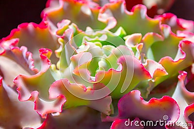 Closeup beautiful dright red flower of succulent cactus Stock Photo