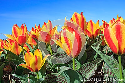 Closeup of Beautiful Dutch tulip flowers in field Stock Photo