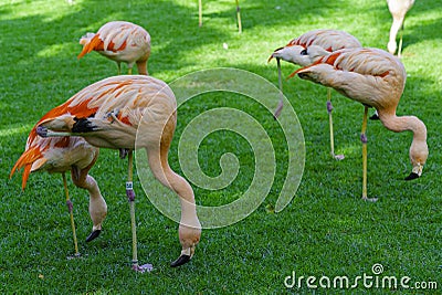 Closeup of beautiful flamingos group searching for food in the grass. Vibrant birds on a green lawn on a sunny summer Stock Photo