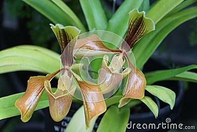 Closeup of the beautiful flower of Paphiopedilum Villosum orchids Stock Photo