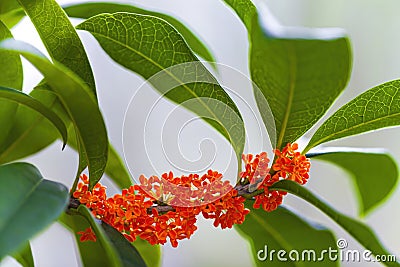 Osmanthus fragrans on the branch Stock Photo