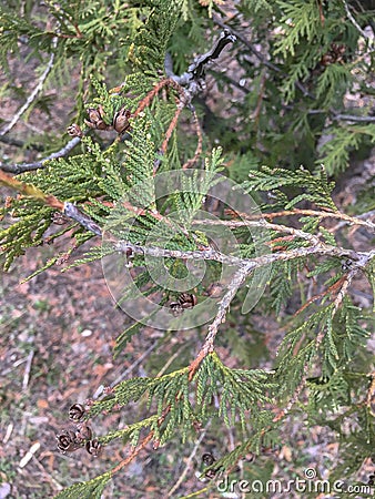 Closeup of Beautiful green leaves and cone of Thuja trees. Close up of Thuja branch in spring Stock Photo