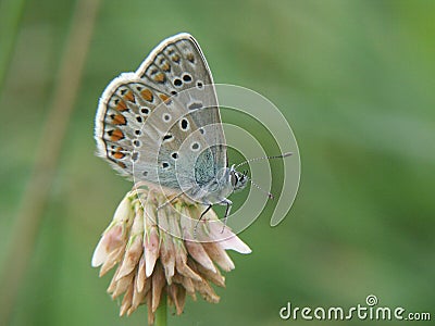 Closeup of a beautiful Icarus blue butterfly with gorgeous patterned wings on a blurred background Stock Photo