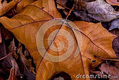 Closeup of Beautiful Intricate Fall Foliage. Stock Photo