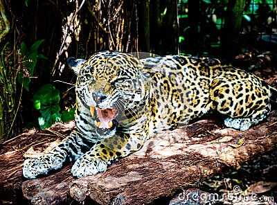 Closeup of a beautiful Jaguar roaring and showing fangs in anger Stock Photo