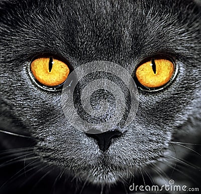 Closeup of beautiful luxury gorgeous grey british cat with vibrant eyes. Dark Background. Selective focus. Dramatic. Stock Photo