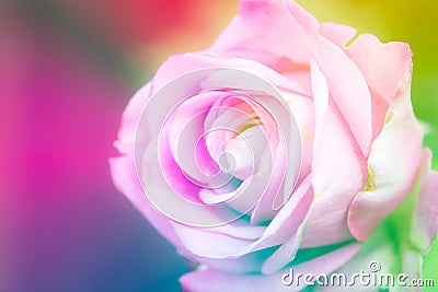 Closeup beautiful macro pink rose Stock Photo