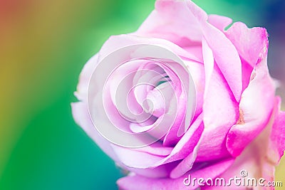 Closeup beautiful macro pink rose Stock Photo