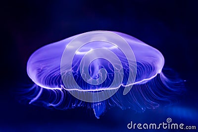 Closeup of Beautiful Moon Jellyfish Stock Photo