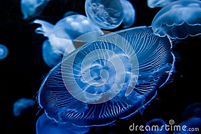 Closeup of Beautiful Moon Jellyfish Stock Photo