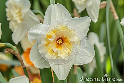 Closeup of beautiful narcissus. Spring flower background. Green blossom flora plant daffodil Stock Photo