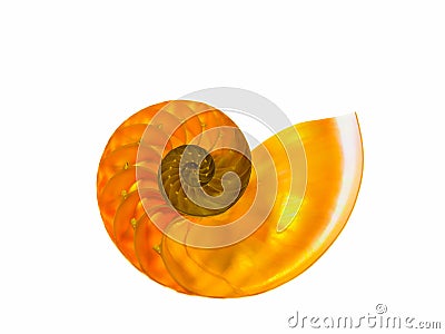Closeup of a beautiful nautilus orange shell Stock Photo