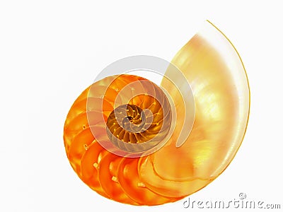 Closeup of a beautiful nautilus orange shell Stock Photo