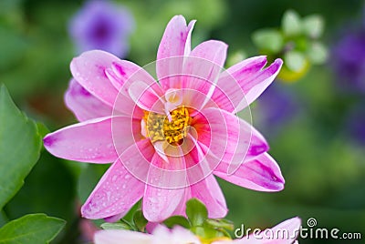 Closeup of a beautiful peony flower . Stock Photo