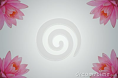 Closeup,beautiful pink lotus flower on white background Stock Photo