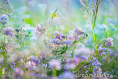 Closeup beautiful prairie flowers Stock Photo