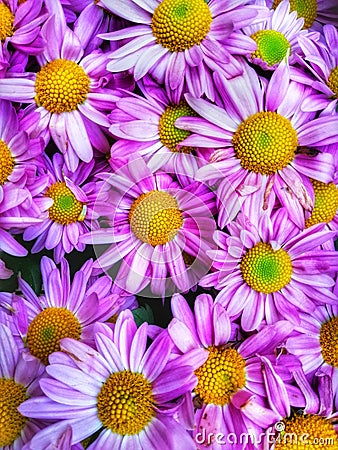 Closeup beautiful purple colour of daisies at the garden Stock Photo