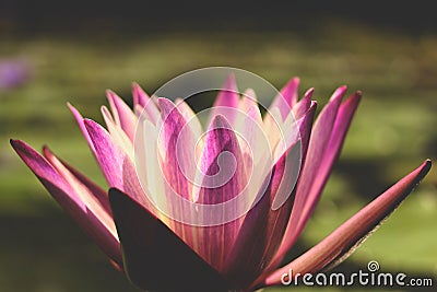 Closeup beautiful purple lotus flower Just one flower In a lagoon with its leaves on the water Stock Photo