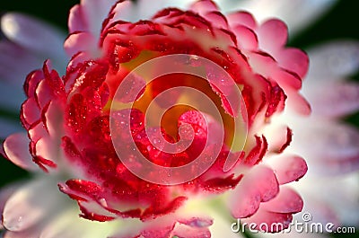 Closeup of beautiful red daisy Stock Photo