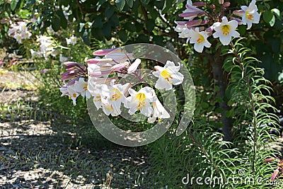 Closeup of beautiful Royal lilies, outdoors during daylight Stock Photo