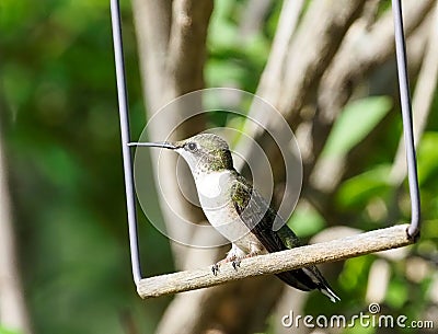 Closeup of a beautiful Ruby-throated hummingbird on a swing in a garden Stock Photo