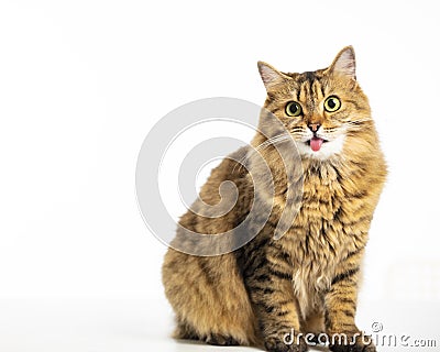 Closeup beautiful Siberian cat isolated on Stock Photo