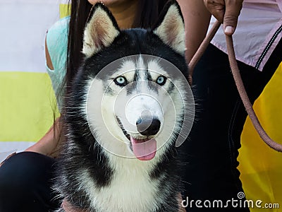 Closeup of a beautiful Siberian Husky Dog Stock Photo