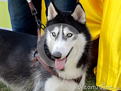 Closeup of a beautiful Siberian Husky Dog Stock Photo