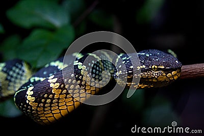 Closeup of a beautiful snake Stock Photo