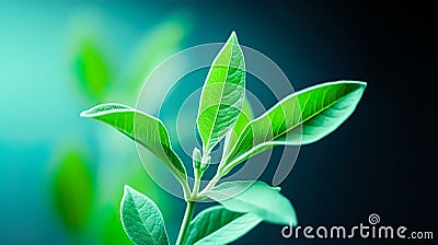 Closeup beautiful tree leaf in dark green.exotic fancy nature background.Horizontal banner Stock Photo