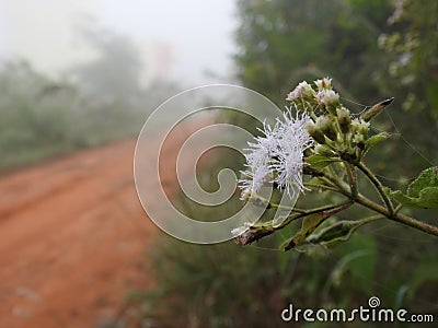Beautiful view of Eupatorium odoratum woody herbaceous perennial growing as a climbing shrub. The leaves are arranged oppositely. Stock Photo