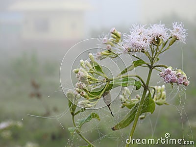 Beautiful view of Eupatorium odoratum woody herbaceous perennial growing as a climbing shrub. The leaves are arranged oppositely. Stock Photo