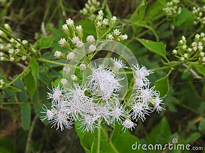 Beautiful view of Eupatorium odoratum woody herbaceous perennial growing as a climbing shrub. The leaves are arranged oppositely. Stock Photo