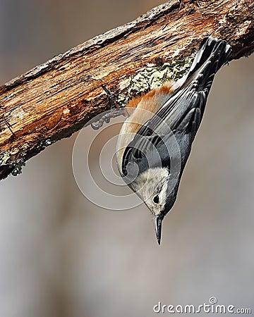 Hanging white-breasted nuthatch Stock Photo