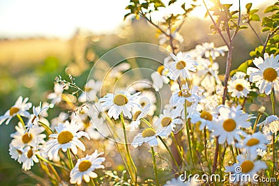 Closeup of beautiful white daisy flowers Stock Photo