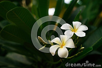 Closeup beautiful white frangipani or plumeria Stock Photo