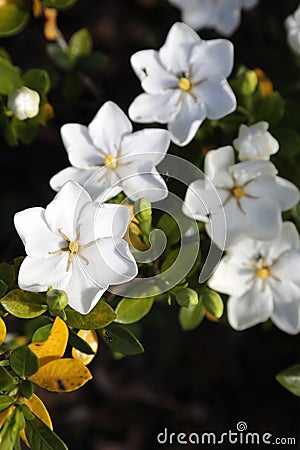 Closeup of beautiful white gardenia flower with native honey bees Stock Photo