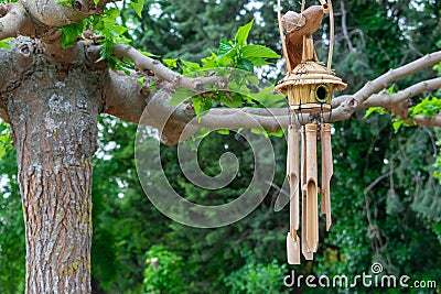 Closeup of a beautiful wooden birdhouse with woodwinds on a tree in a park Stock Photo