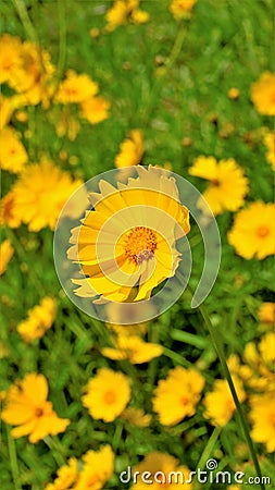 Closeup of beautiful yellow flowers of Coreopsis lanceolata also known as Garden, sand coreopsis, Lance leaf tickseed etc Stock Photo