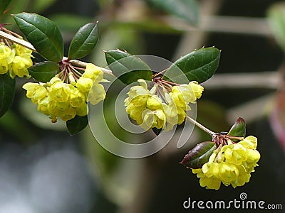 Closeup of beautiful yellow Korean barberry flowers on a branch Stock Photo