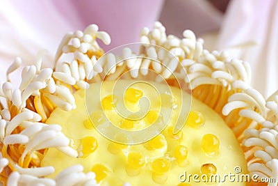 A closeup of beautiful yellow pistil of a lotus Stock Photo