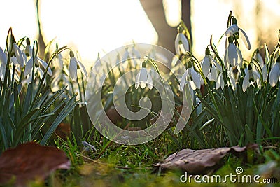 Closeup of the beautifully blossomed snowdrop flowers gleaming against the sunrays Stock Photo