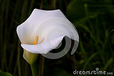 Close up of Calla Lily flower on Naturaliste Peninsula Stock Photo