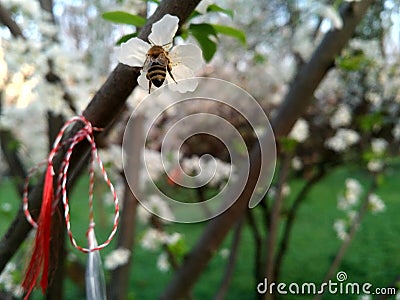 Closeup of bee eating from a white cherry blossom with a white and red trinketstring tied Stock Photo