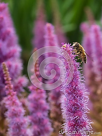 Closeup of a bee on the pink blossom Liatis spicatra Stock Photo