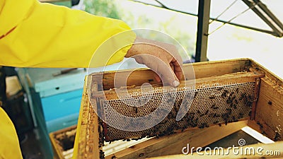 Closeup of beekeeper examining ang cleaning wooden frames in beehive in apiary Stock Photo