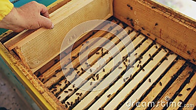 Closeup of beekeeper examining ang cleaning wooden frames in beehive in apiary Stock Photo